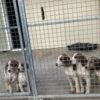 Haute-Saône. Cinq chiots abandonnés recueillis à la SPA de Gray : indignation sur les réseaux sociaux